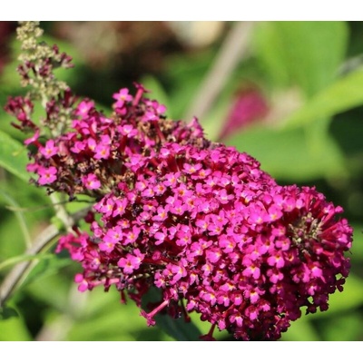 Buddleja davidii 'Funky Fuchsia' Prodejní velikost: 020/030, Velikost hrnku: 2 l