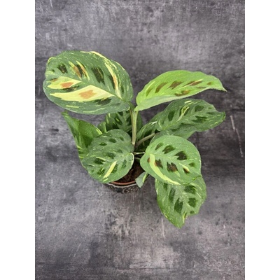 Marantha leuconeura fiesta variegata