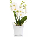 Samozavlažovací květináč Lechuza Orchidea bílá 18 x 20