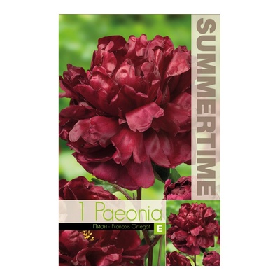 Seklos Божур Китайски Кадифен Paeonia Francois Ortegat (Paeonia lactiflora) - 1 бр луковицa