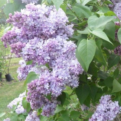 Šeřík obecný – Syringa vulgaris 'Nadezhda'