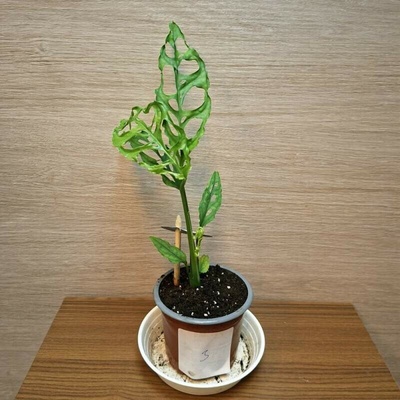 Monstera Obliqua Peru "S" č3