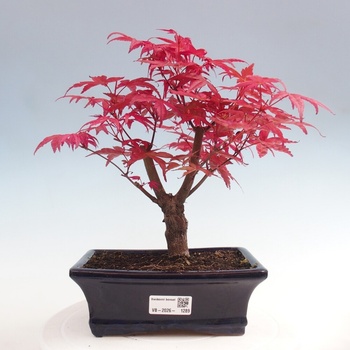 e-bonsai Venkovn bonsai - Javor dlanitolist - Acer palmatum DESHOJO od  870 K - Heureka.cz