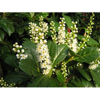 Bobkovišeň lékařská 'Caucasica' - Prunus laurocerasus Caucasica