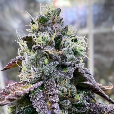 R-Kiem Seeds Bananukis semienka neobsahujú THC 3 ks