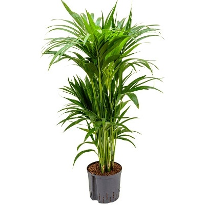 Kentia (Howea) forsteriana 8pp 22/19 v 100 cm