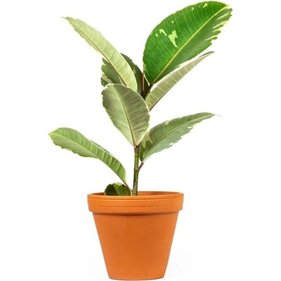 Gardners Ficus elastica Tineke, průměr 12 cm Fíkovník pryžodárný, Fíkovník, Gumovník