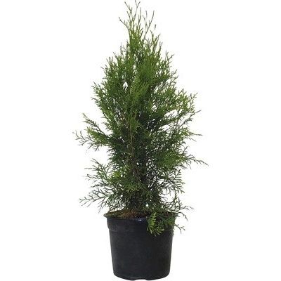 Tuja západná Thuja Occidentalis Smaragd výška 50 - 60 cm
