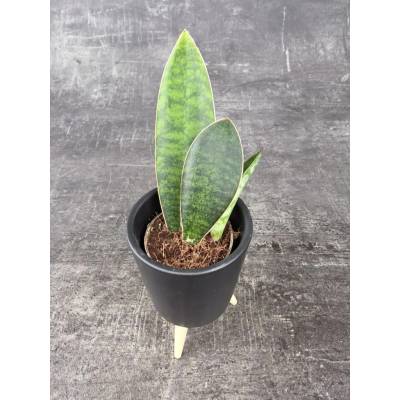 Sansevieria Masoiana mini