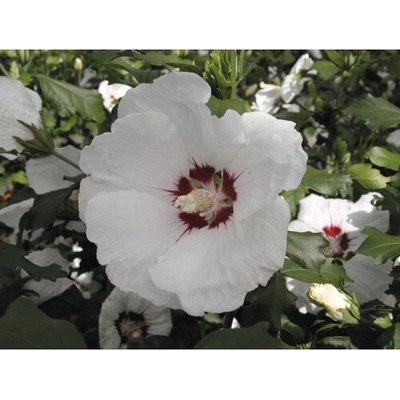 Ibištek sýrsky polokmeň FloraSelf Hibiscus syriacus 'Red Heart' kmeň cca 40 cm celková výška 60-80 cm kvetináč 6 l