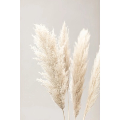 Plakát, Obraz - Pampas Grass Grey 02, Studio Collection, 26.7 × 40 cm