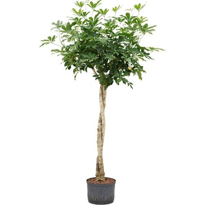 Schefflera arboricola compacta stem twist 28/19 výška 160 cm