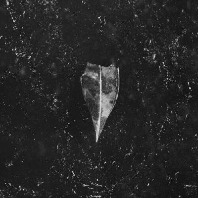 BEES MADE HONEY IN THE VEIN TREE - AION CD