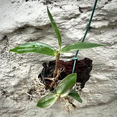 Dendrobium kingianum
