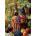 Norimpex - Puzzle Diamant painting: Still life 30x40cm - 1 - 39 piese