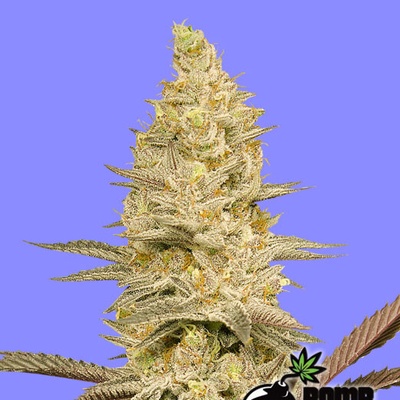 Bomb Seeds Glookie Bomb semienka neobsahujú THC 10 ks