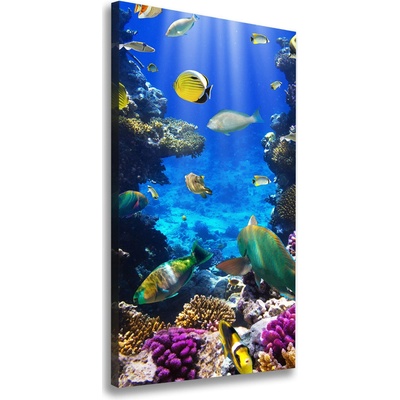 Vertikálny foto obraz canvas Koralový útes 50x100 cm