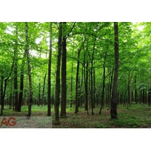 AG Design FTS-1324 Fototapeta na zeď štvordielna forest rozmery 360 x 254 cm