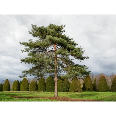 Borovica lesná, výška 30-50 cm, kvetináč 3 l
