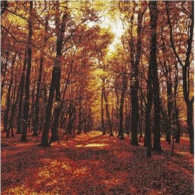 Ubrousek 33x33cm Les na podzim – Sleviste.cz