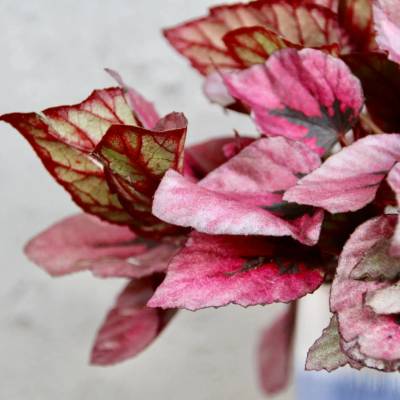 Begonia Rex Indian Summer