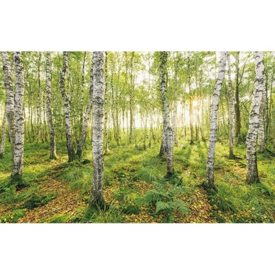 Komar Vliesová fototapeta Birch Trees rozměry 400 x 250 cm