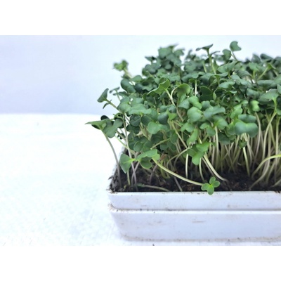 semínka na klíčky a microgreens Brokolice Váha: 100 g
