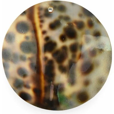 Komponent - opracovaná mušľa, homolica leopardia, koliesko