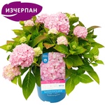 Endless Summer® The Original® Pink - Endless Summer - Хортензия макрофила