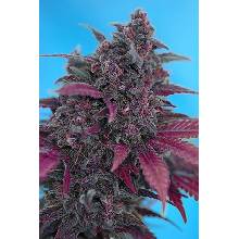 Sweet Seeds Dark Devil semena neobsahují THC 5 ks