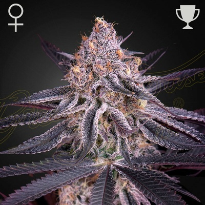Green House Seed King´s Juice semienka neobsahujú THC 1 ks