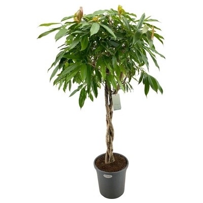 Fikus - Ficus binnendijkii "Amstel King" Stem braided 31x140 cm