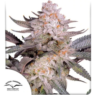 Dutch Passion Orange Bud 2.0 semena neobsahují THC 10 ks