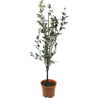 Citronečník trojlistý BIO FloraSelf Bio Poncirus trifoliata květináč 3 l keř