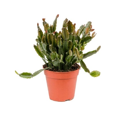 Rhipsalis agudoensis 12x20 cm