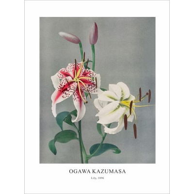 Принт Lily, Огава Казумаса - репродукция (Print1075)