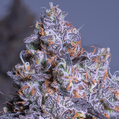 Anesia Seeds Frozen Black Cherry Auto semienka neobsahujú THC 10 ks