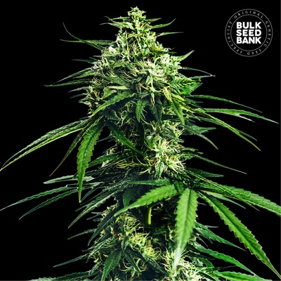 Bulk Seed Bank CBD Indica King semienka neobsahujú THC 100 ks