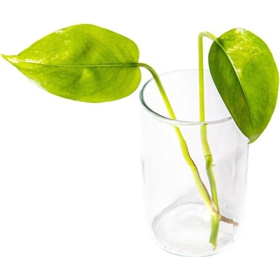 Gardners Epipremnum Aureum - řízek k zakořenění Šplhavník, Šplhavnice zlatá