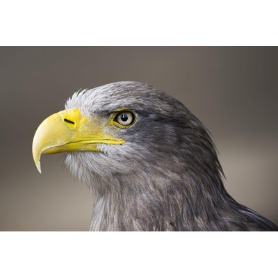 DIMEX ART Флизелинов фототапет орел 375 x 250 см