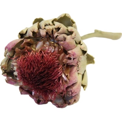 Sušený stabilizovaný artyčok Arti flower natural short stemms, 5 ks, natural