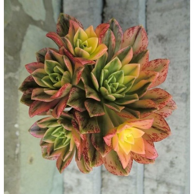 Aeonium 'Bronze medal' f. variegata
