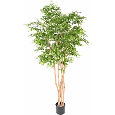 ACACIA, 210cm