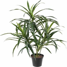 Umělá palma Dracena Anita, 45cm
