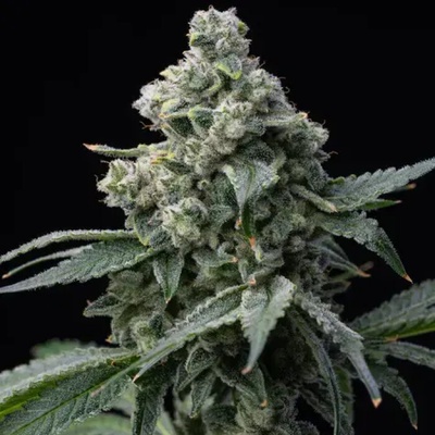 Barney´s Farm Bruce Banner semienka neobsahujú THC 10 ks