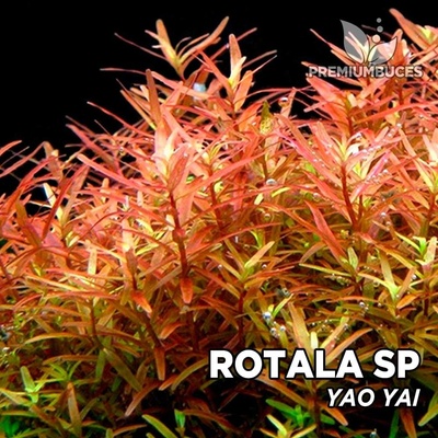 Rotala sp. Yao Yai