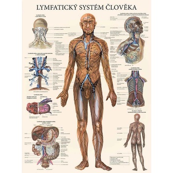 Vydavateľstvo Poznání Anatomický plagát - Lymfatický systém človeka 47 x 63 cm | CS, LA