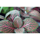 Fittonia Rood