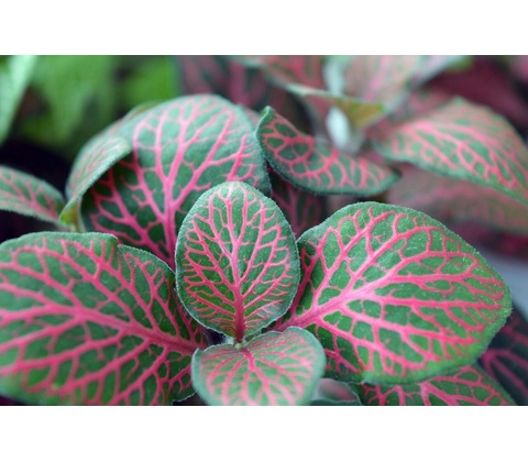 Fittonia Rood
