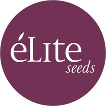 Élite Seeds La Rica Auto CBD semena neobsahují THC 50 ks